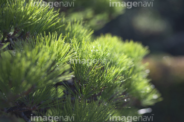 松葉 の画像素材 葉 花 植物の写真素材ならイメージナビ