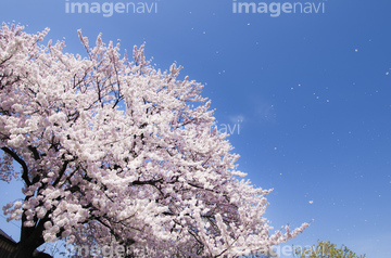 桜舞う の画像素材 春 夏の行事 行事 祝い事の写真素材ならイメージナビ