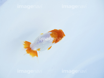 らんちゅう の画像素材 ペット 生き物の写真素材ならイメージナビ