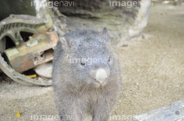 ウォンバット の画像素材 陸の動物 生き物の写真素材ならイメージナビ