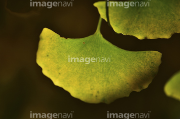 イチョウ 葉 葉脈 の画像素材 葉 花 植物の写真素材ならイメージナビ