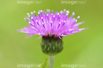 アザミの花 の画像素材 その他植物 花 植物の写真素材ならイメージナビ