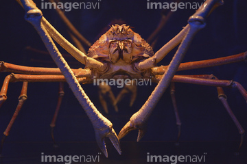 タカアシガニ の画像素材 海の動物 生き物の写真素材ならイメージナビ