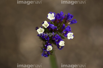 イソマツの近縁 の画像素材 花 植物の写真素材ならイメージナビ