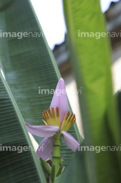 バナナの花 の画像素材 健康管理 ライフスタイルの写真素材ならイメージナビ