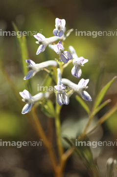 薄紫の花 の画像素材 花 植物の写真素材ならイメージナビ