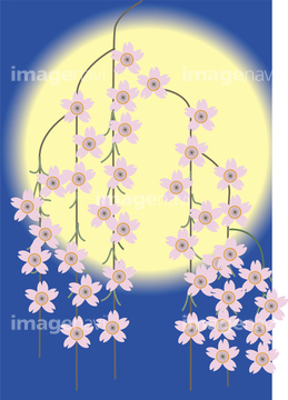 桜 ｲﾗｽﾄ 夜桜 和風 の画像素材 バックグラウンド イラスト Cgの写真素材ならイメージナビ