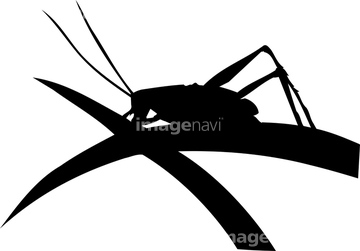 生き物 虫 昆虫 バッタ キリギリス類 シルエット の画像素材 写真素材ならイメージナビ