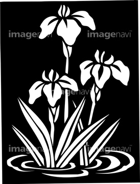 菖蒲 オリエンタル の画像素材 花 植物の写真素材ならイメージナビ