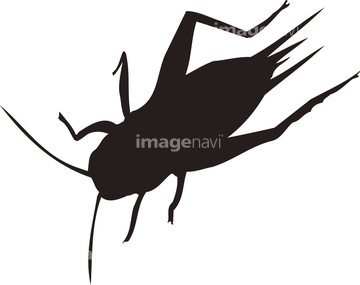 コオロギ の画像素材 生き物 イラスト Cgの写真素材ならイメージナビ