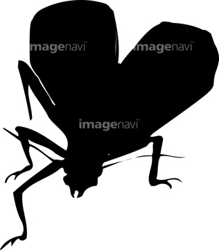 マツムシ の画像素材 生き物 イラスト Cgの写真素材ならイメージナビ
