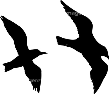 生き物 鳥類 カモメ ウミネコ シルエット の画像素材 写真素材ならイメージナビ