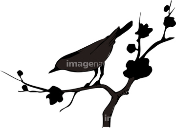 ウグイス の画像素材 鳥類 生き物の写真素材ならイメージナビ