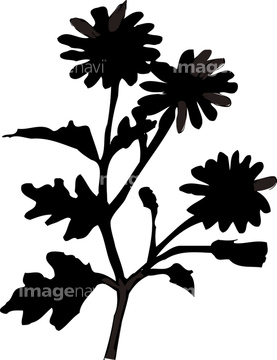 野菊 の画像素材 花 植物の写真素材ならイメージナビ