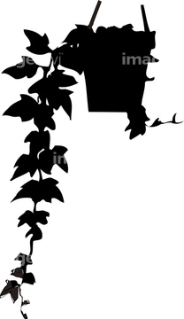 観葉植物 アイビー イラスト の画像素材 花 植物 イラスト Cgのイラスト素材ならイメージナビ