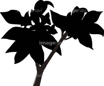 沈丁花 ロイヤリティフリー の画像素材 葉 花 植物の写真素材ならイメージナビ