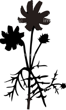 花 シルエット コスモス の画像素材 花 植物の写真素材ならイメージナビ