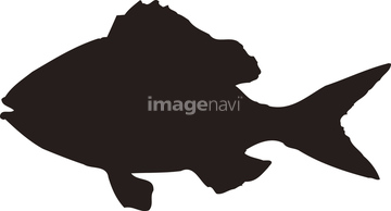 鯛 イラスト シーフード の画像素材 生き物 イラスト Cgのイラスト素材ならイメージナビ