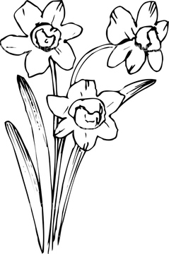 白黒 花 スイセン ヒガンバナの近縁 の画像素材 季節 イベント イラスト Cgの写真素材ならイメージナビ