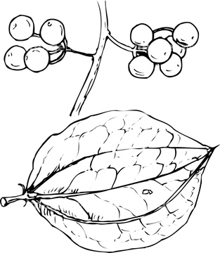 サンキライ サルトリイバラの近縁 の画像素材 花 植物の写真素材ならイメージナビ