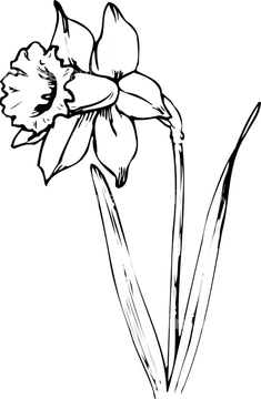 白黒 花 スイセン ヒガンバナの近縁 の画像素材 季節 イベント イラスト Cgの写真素材ならイメージナビ