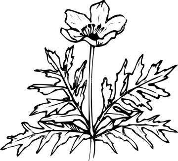 高山植物 イラスト の画像素材 季節 イベント イラスト Cgのイラスト素材ならイメージナビ