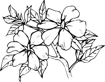 クチナシ の画像素材 葉 花 植物の写真素材ならイメージナビ