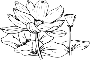 忘れずに 喪中のごあいさつ ハス スイレンの近縁 ブランド検索 イラスト Hana Qxq Images 素材辞典 Lip Imagenavi Creator Rf In Rf Values アフロrf A Collectionrf Arc Rf Artbox Images Creator S Farm D Collection Daj Digital Images Dex