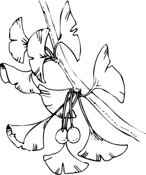 イチョウ ギンナン イラスト の画像素材 季節 イベント イラスト Cgのイラスト素材ならイメージナビ