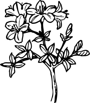 花 イラスト ツツジ ミヤマキリシマ ベクター の画像素材 花 植物 イラスト Cgのイラスト素材ならイメージナビ
