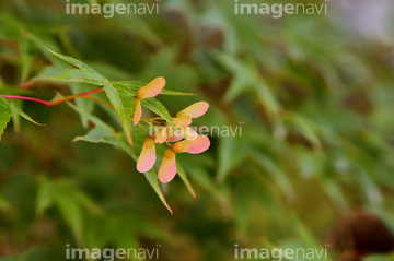 紅葉の種 の画像素材 その他植物 花 植物の写真素材ならイメージナビ