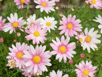 マーガレット 花畑 かわいい 春 の画像素材 葉 花 植物の写真素材ならイメージナビ