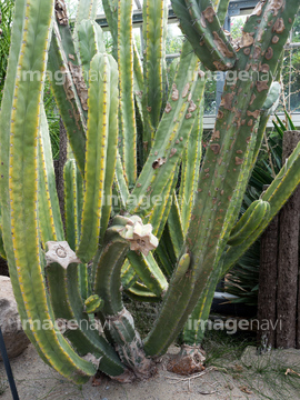 メキシコ原産 の画像素材 その他植物 花 植物の写真素材ならイメージナビ