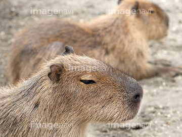 カピバラ の画像素材 陸の動物 生き物の写真素材ならイメージナビ