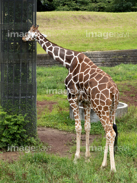 キリン かわいい の画像素材 陸の動物 生き物の写真素材ならイメージナビ