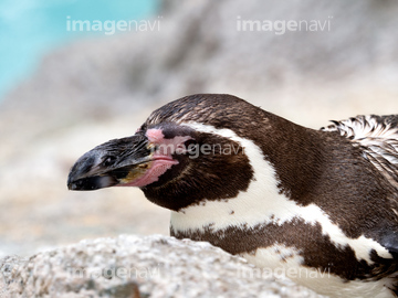 ペンギン イラスト フンボルトペンギン ロイヤリティフリー の画像素材 鳥類 生き物の写真素材ならイメージナビ