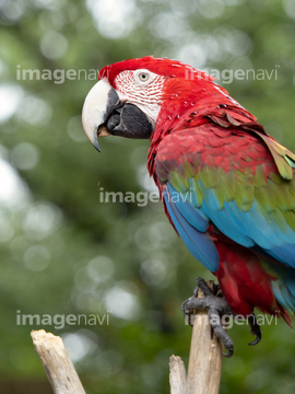 オウム オウムの仲間 赤色 の画像素材 鳥類 生き物の写真素材ならイメージナビ