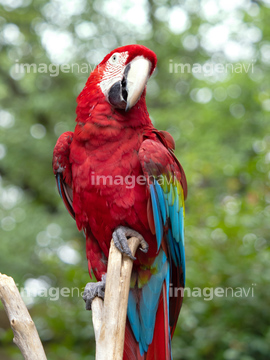 オウム オウムの仲間 赤色 の画像素材 鳥類 生き物の写真素材ならイメージナビ