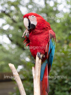 オウム オウムの仲間 赤色 の画像素材 鳥類 生き物の写真素材ならイメージナビ
