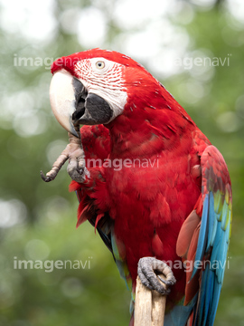 オウム オウムの仲間 赤色 の画像素材 鳥類 生き物の写真素材ならイメージナビ