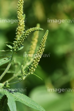 風媒花 の画像素材 花 植物の写真素材ならイメージナビ