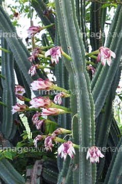 鬼面角 の画像素材 花 植物の写真素材ならイメージナビ