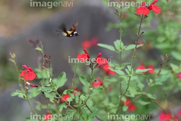 ホットリップス の画像素材 花 植物の写真素材ならイメージナビ