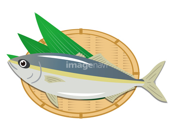 魚 出世魚 ロイヤリティフリー イラスト の画像素材 生き物 イラスト Cgのイラスト素材ならイメージナビ