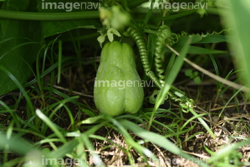 ハヤトウリ の画像素材 健康管理 ライフスタイルの写真素材ならイメージナビ