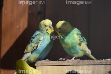 セキセイインコ の画像素材 鳥類 生き物の写真素材ならイメージナビ