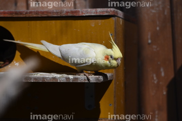 インコ かわいい オカメインコ の画像素材 鳥類 生き物の写真素材ならイメージナビ