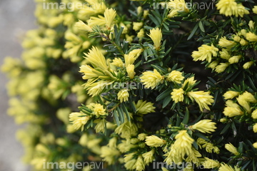 花 植物 樹木 針葉樹 低木 の画像素材 写真素材ならイメージナビ