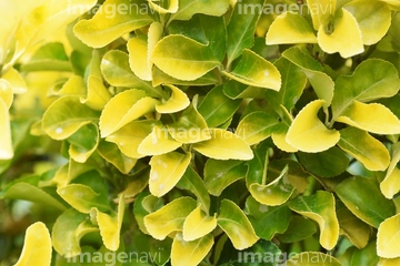 バックグラウンド 壁 生垣 夏 の画像素材 写真素材ならイメージナビ