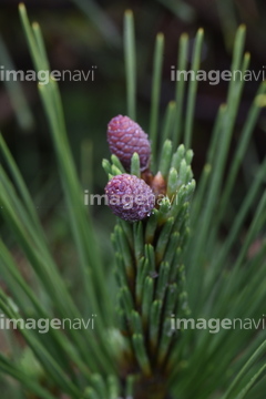 マツの花 の画像素材 葉 花 植物の写真素材ならイメージナビ